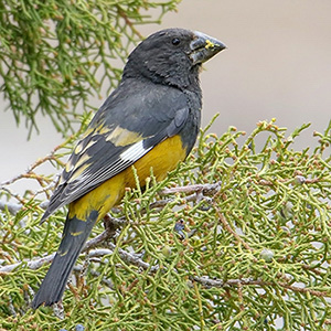 White-winged Grosbeak